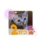 子猫の日常会話③（個別スタンプ：19）