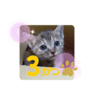 子猫の日常会話③（個別スタンプ：20）