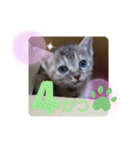 子猫の日常会話③（個別スタンプ：21）