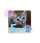 子猫の日常会話③（個別スタンプ：22）