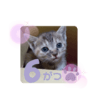 子猫の日常会話③（個別スタンプ：23）