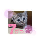 子猫の日常会話③（個別スタンプ：24）