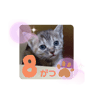 子猫の日常会話③（個別スタンプ：25）