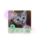 子猫の日常会話③（個別スタンプ：26）