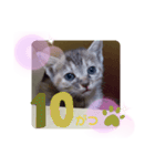 子猫の日常会話③（個別スタンプ：27）