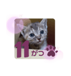 子猫の日常会話③（個別スタンプ：28）