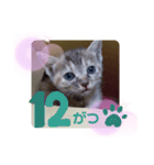 子猫の日常会話③（個別スタンプ：29）