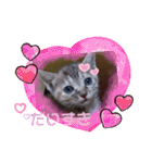 子猫の日常会話③（個別スタンプ：33）