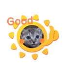 子猫の日常会話③（個別スタンプ：34）