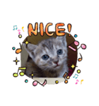 子猫の日常会話③（個別スタンプ：35）