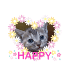 子猫の日常会話③（個別スタンプ：36）