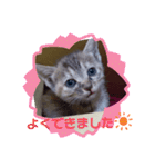 子猫の日常会話③（個別スタンプ：37）