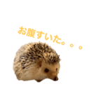 ハリネズミ、あおとはく。（個別スタンプ：1）