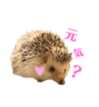 ハリネズミ、あおとはく。（個別スタンプ：3）