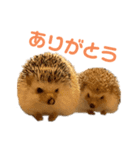 ハリネズミ、あおとはく。（個別スタンプ：4）