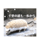 ハリネズミ、あおとはく。（個別スタンプ：5）