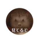 ハリネズミ、あおとはく。（個別スタンプ：6）