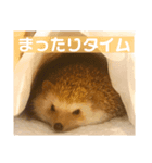 ハリネズミ、あおとはく。（個別スタンプ：7）