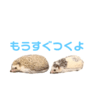 ハリネズミ、あおとはく。（個別スタンプ：8）