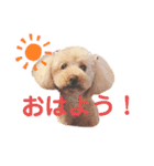 ジョーさん家のイッヌ（個別スタンプ：1）