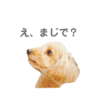 ジョーさん家のイッヌ（個別スタンプ：2）