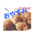 ジョーさん家のイッヌ（個別スタンプ：5）
