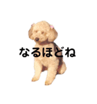ジョーさん家のイッヌ（個別スタンプ：6）