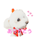 ジョーさん家のイッヌ（個別スタンプ：7）