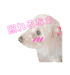 ジョーさん家のイッヌ（個別スタンプ：9）