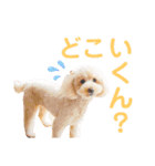 ジョーさん家のイッヌ（個別スタンプ：10）