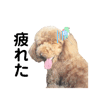 ジョーさん家のイッヌ（個別スタンプ：11）