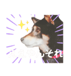 ジョーさん家のイッヌ（個別スタンプ：12）