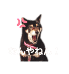ジョーさん家のイッヌ（個別スタンプ：13）