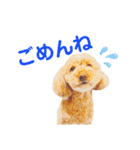 ジョーさん家のイッヌ（個別スタンプ：14）
