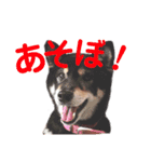 ジョーさん家のイッヌ（個別スタンプ：16）