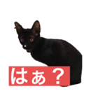 黒猫のハル（個別スタンプ：1）