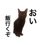 黒猫のハル（個別スタンプ：2）