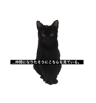 黒猫のハル（個別スタンプ：3）