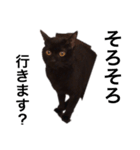 黒猫のハル（個別スタンプ：4）