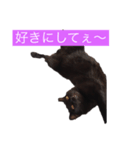 黒猫のハル（個別スタンプ：6）