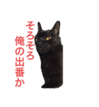 黒猫のハル（個別スタンプ：7）