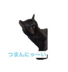 黒猫のハル（個別スタンプ：8）