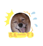 日常ナナちゃん2（個別スタンプ：1）
