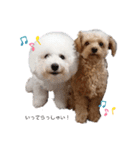 ちわぷー＆ビション兄弟（個別スタンプ：1）