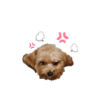 ちわぷー＆ビション兄弟（個別スタンプ：3）