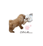 ちわぷー＆ビション兄弟（個別スタンプ：10）