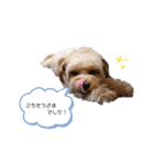 ちわぷー＆ビション兄弟（個別スタンプ：12）