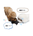 ちわぷー＆ビション兄弟（個別スタンプ：13）