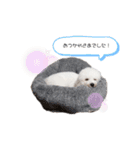 ちわぷー＆ビション兄弟（個別スタンプ：14）