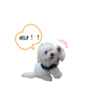 ちわぷー＆ビション兄弟（個別スタンプ：15）